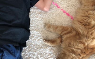 Design ditt eget Beni ourain-teppe